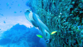   Pair Angels wreck dive. Cozumel mexico dive  